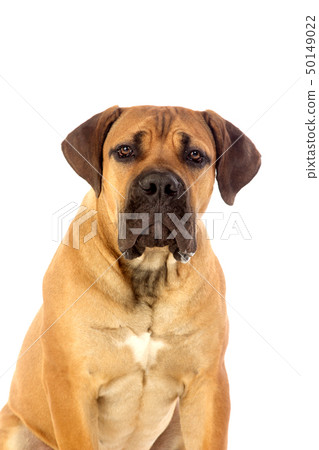 Rare breed South African boerboel posing in studio. 50149022