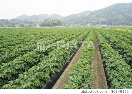 Potato field 50149121