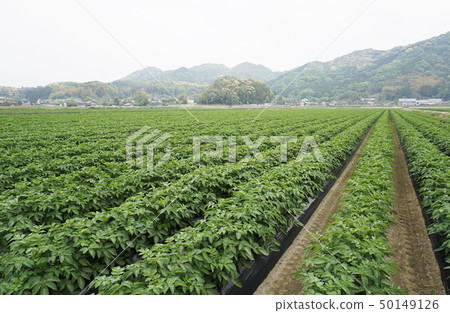 Potato field 50149126