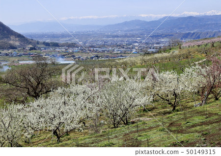 Beautiful scenery of Shinshu 201904 New spring field Beautiful scenery of Shinshu 201904 New spring field 50149315