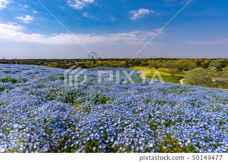 Nemophila of Hitachi Seaside Park 50149477