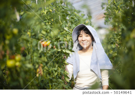 番茄農婦 番茄農婦 50149641