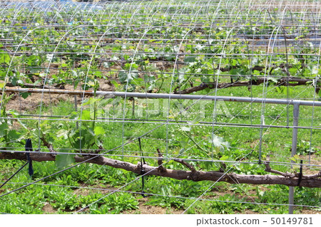 Vineyards in spring part 1904 50149781