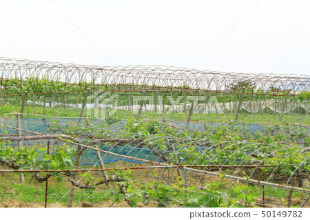 Vineyards in spring part 1904 Vineyards in spring part 1904 50149782