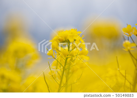 Rapeseed field 50149883