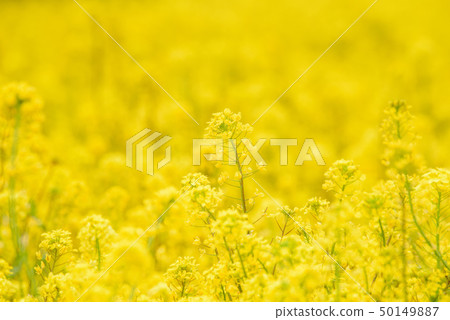 油菜田 50149887