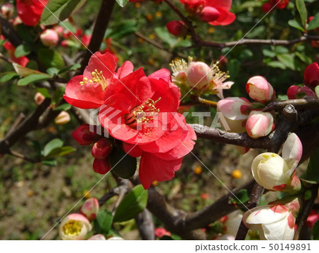 模糊 模糊 50149891