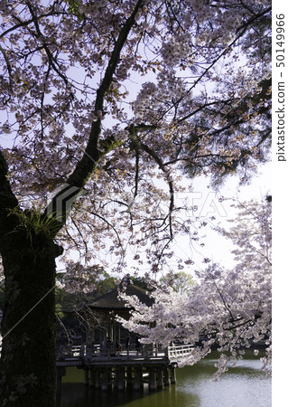 [奈良縣]奈良公園淺谷千原浮宮 50149966