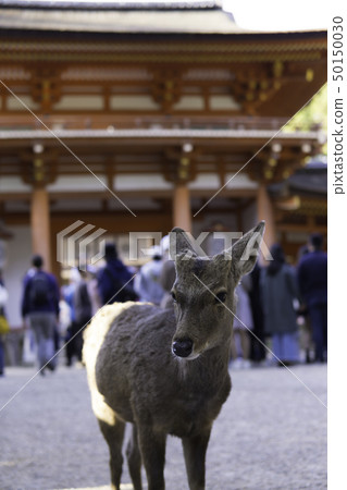 [Nara Prefecture] Nara Park Deer 50150030