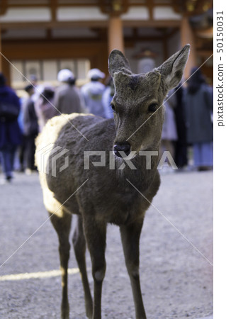 [Nara Prefecture] Nara Park Deer 50150031