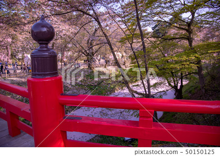 Aomori Hirosaki Castle flower buds Cherry blossom petals floating on a coffin 50150125