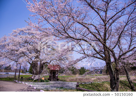 岩手縣Shizukuishicho Nagaho Hiroho櫻花小玫瑰雪巖手山 岩手縣Shizukuishicho Nagaho Hiroho櫻花小玫瑰雪巖手山 50150160