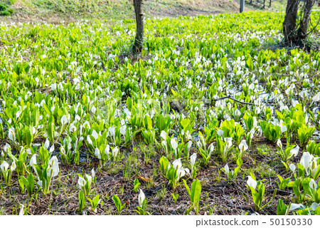 Sumitoku-shi Akita Prefecture Shinkansen Marshland水和魚群 50150330