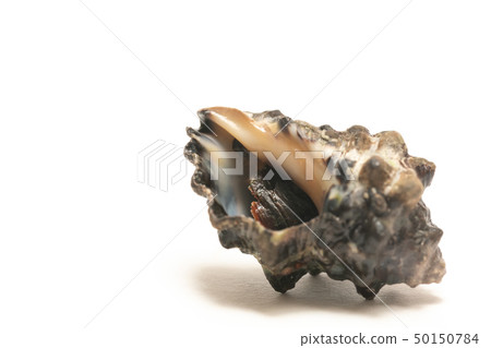 Reishia bronni Reishia bronni 50150784