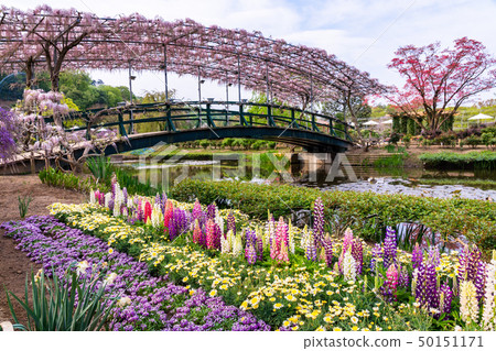 (Tochigi Prefecture) Ashikaga Flower Park 50151171