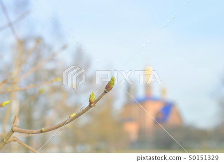 First spring buds. First spring buds. 50151329