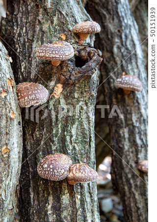 香菇68 香菇68 50151939