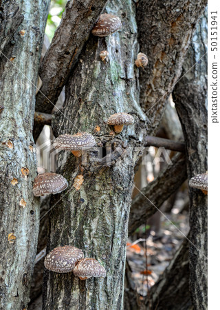 Shiitake 69 50151941