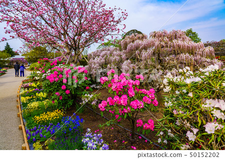 (栃木縣)足利花園春天 (栃木縣)足利花園春天 50152202
