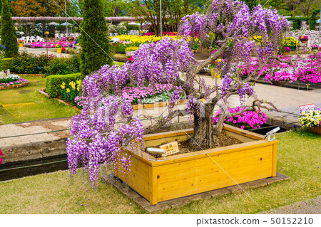 Tochigi) Ashikaga Flower Park Fuji Bonsai - Stock Photo [50152210] - PIXTA