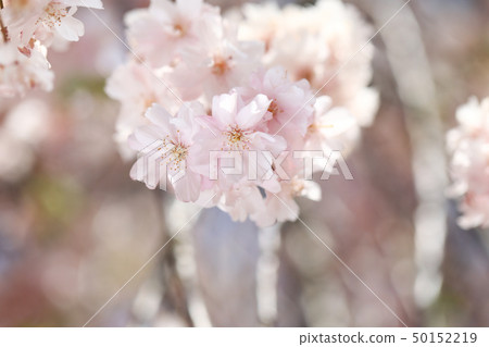 Sakura 7912 50152219
