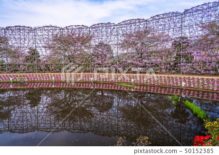 (栃木縣)足利花園Murasaki紫藤屏 (栃木縣)足利花園Murasaki紫藤屏 50152385