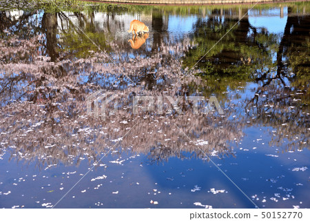 Reflection of cats and cherry blossoms in a shallow pond 50152770