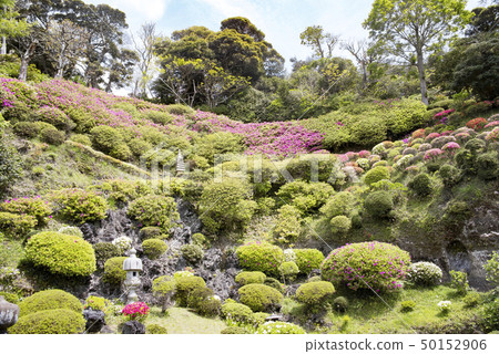 佛陀杜鵑花(鎌倉市蒲田) 佛陀杜鵑花(鎌倉市蒲田) 50152906