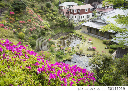 佛陀杜鵑花（鎌倉市蒲田） 50153039