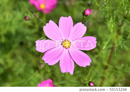 Cosmos Cosmos 50153206