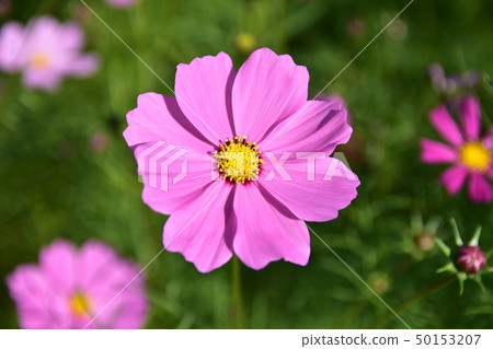 Cosmos Cosmos 50153207