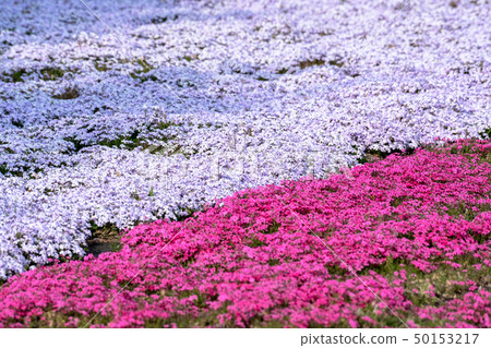 Moss phlox  50153217