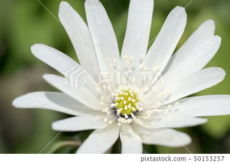 Azumaitege blooming on the roadside Azumaitege blooming on the roadside 50153257