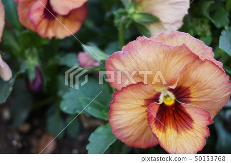 Pansy Pansy 50153768