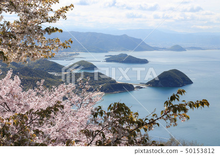 盛開，從下山山觀看香川縣西部的柏市海岸 50153812