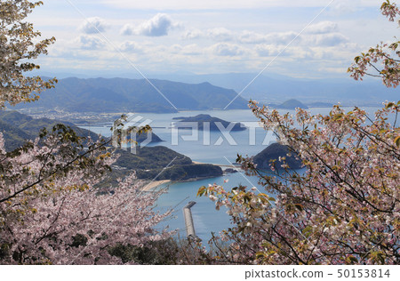盛開，從下山山觀看香川縣西部的柏市海岸 50153814