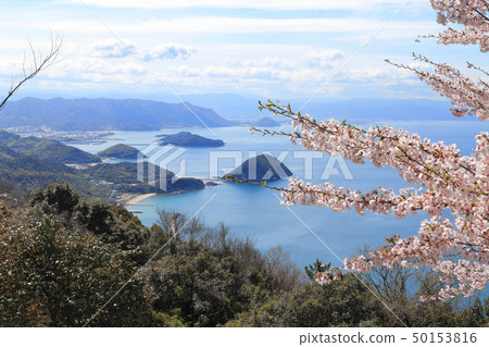 盛開,從下山山觀看香川縣西部的柏市海岸 盛開,從下山山觀看香川縣西部的柏市海岸 50153816