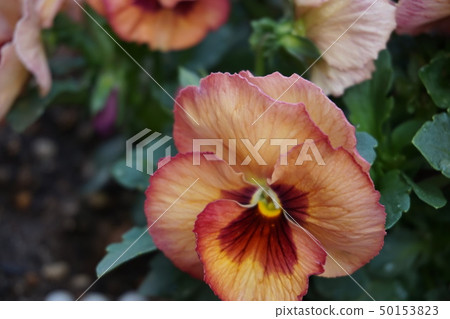 Pansy Pansy 50153823