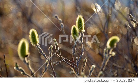 Northern unusual willow 50153824