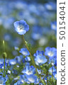 Flower nemophila 50154041