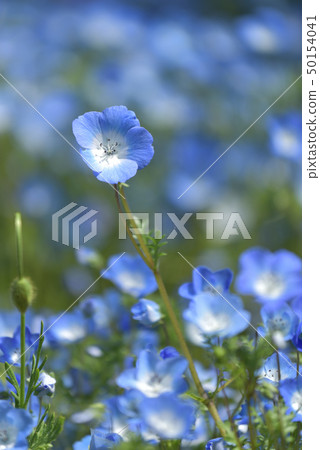 Flower nemophila Flower nemophila 50154041