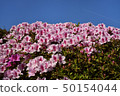 Blue sky and azalea 50154044