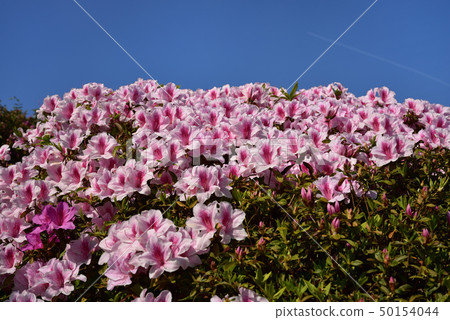Blue sky and azalea Blue sky and azalea 50154044