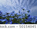 Flower nemophila 50154045
