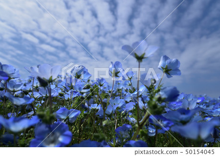 Flower nemophila 50154045