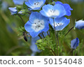 Nemophila and bees 50154048