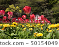 Tulip of flower country 50154049
