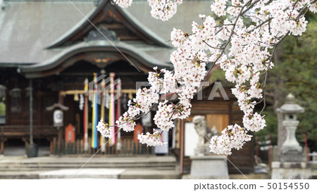 Fukui Sakura Fukui Sakura 50154550