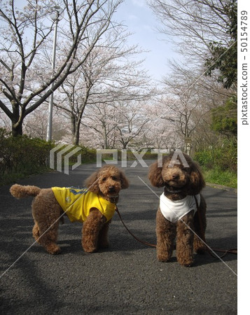兩個玩具貴賓犬 兩個玩具貴賓犬 50154789