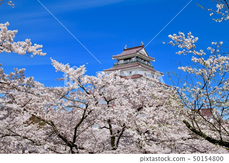 Tsuruga Castle in spring (Fukushima Prefecture, Aizu Wakamatsu City) Tsuruga Castle in spring (Fukushima Prefecture, Aizu Wakamatsu City) 50154800